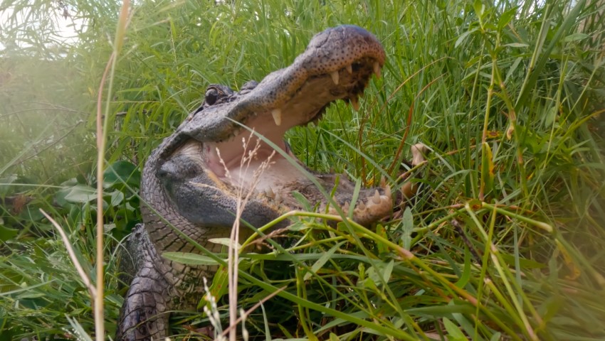 „Teksas: na ratunek aligatorom” od 6 października na kanale Polsat Viasat Nature